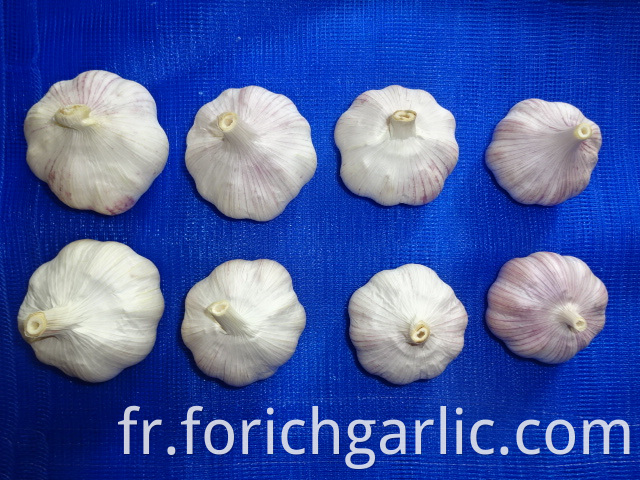 Normal White Garlic